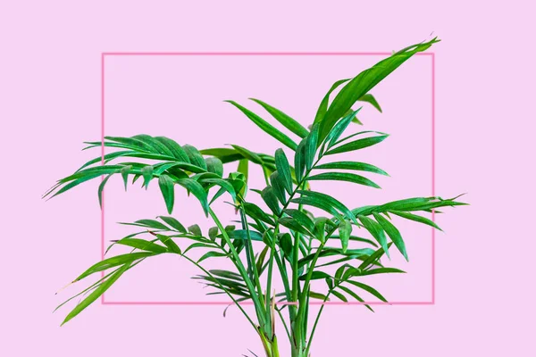 Grön Liten Palm Blad Närbild Hus Växt Bild Med Rosa — Stockfoto