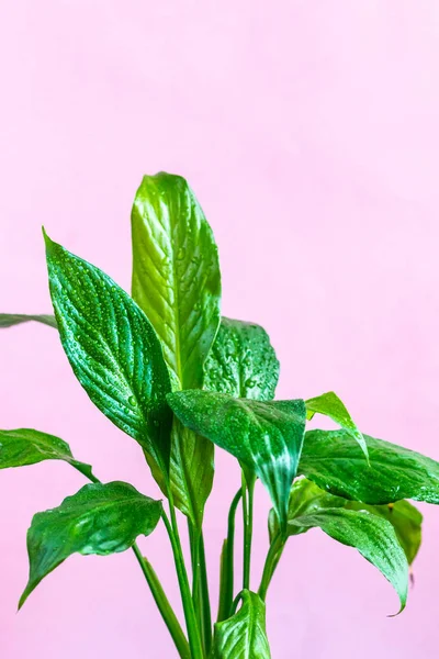 Grön Liten Palm Blad Närbild Hus Växt Bild Rosa Färg — Stockfoto