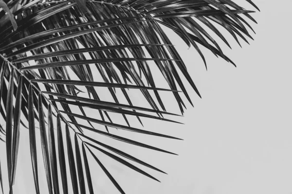 Fondo Hoja Palmera Modo Blanco Negro Espacio Vacío Para Texto — Foto de Stock