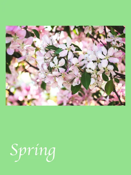 Весеннее Цветущее Дерево Выборочной Фокусировкой Дизайн Шаблона Зеленой Рамки — стоковое фото