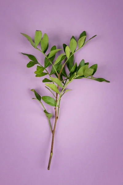 Grön Gren Isolerad Rosa Bakgrund — Stockfoto