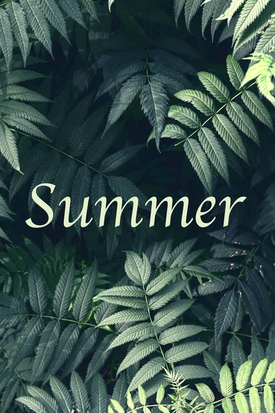 Background Green Leaves Summer Concept Postcard Wallpaper Template — Stock Photo, Image