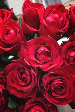 Hediye olarak kırmızı güller, tebrik kartı şablonu.