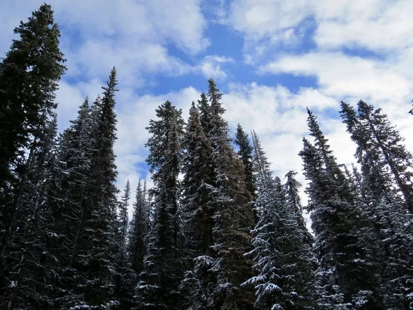 Árvores Florestais Contra Céu Azul Banff National Park Alberta Canadá — Fotografia de Stock