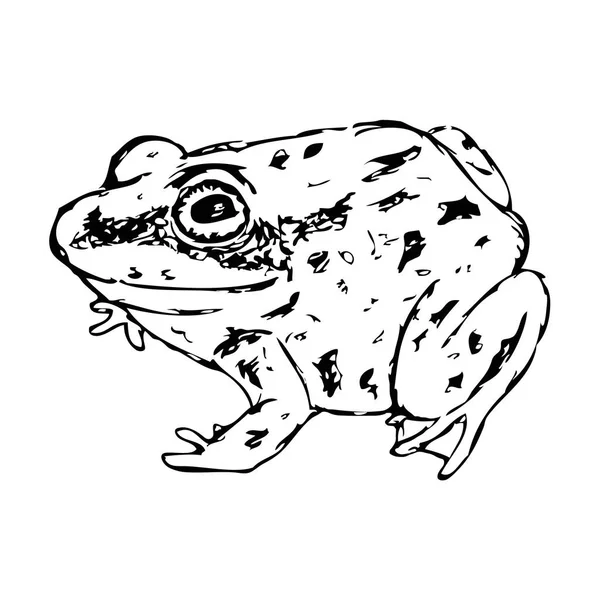 Vector Illustration Hand Drawn Sketched Frog — Stock Vector