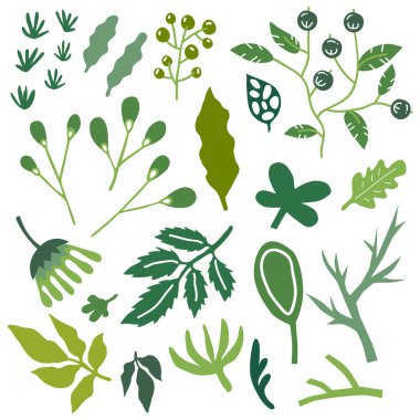 Vektör çizim set elle çizilmiş bitki ve yaprakları 