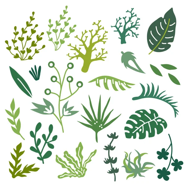 Conjunto Ilustración Vectorial Plantas Hojas Dibujadas Mano — Vector de stock