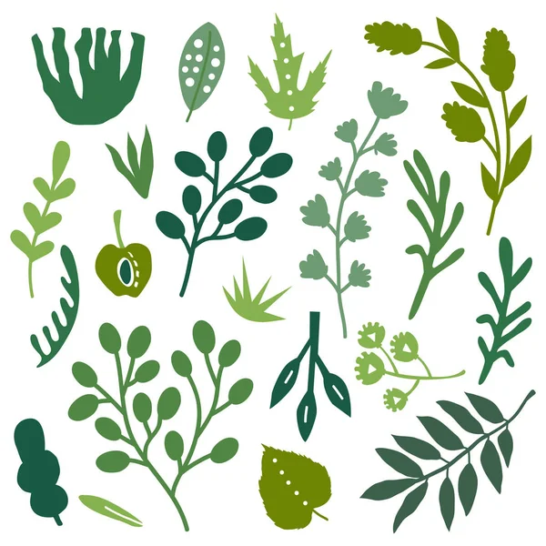 Conjunto Ilustración Vectorial Plantas Hojas Dibujadas Mano — Vector de stock