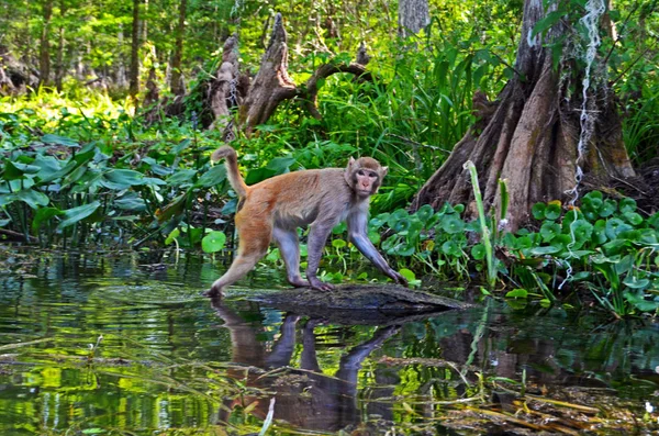 Monkey walking next to the river showing his reflection