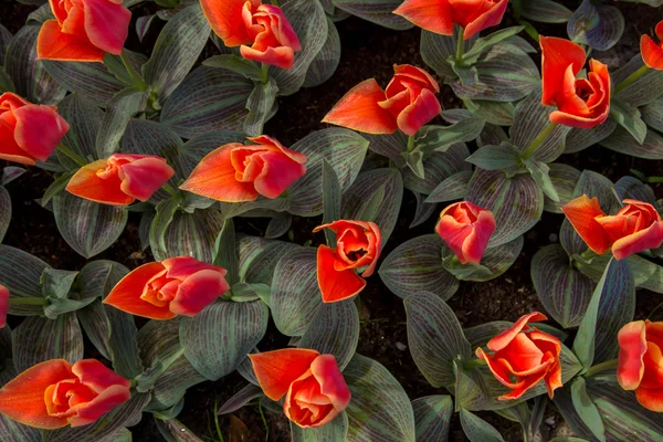 Red with yellow tulips as floral background. — Stock Photo, Image