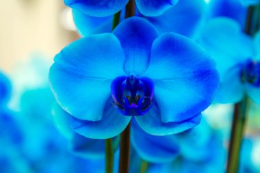 Orchid flowers (Orchidaceae). Blue Orchid. clipart
