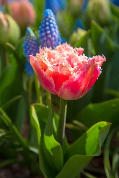 Pink terry tulip in the park — Stock Photo, Image