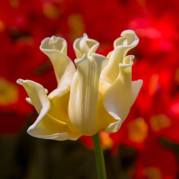 Weiße Frottee-Tulpe als floraler Hintergrund. — Stockfoto