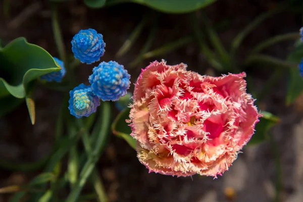 Bunte Tulpen und andere Blumen — Stockfoto