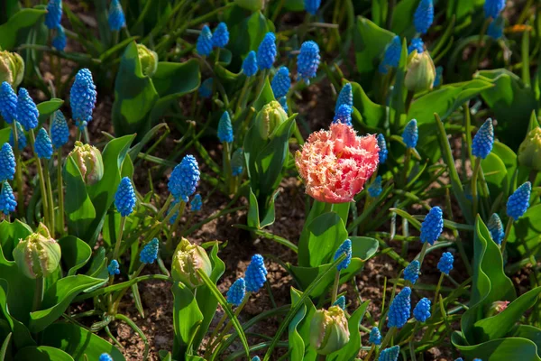 Tulipas coloridas e outras flores — Fotografia de Stock