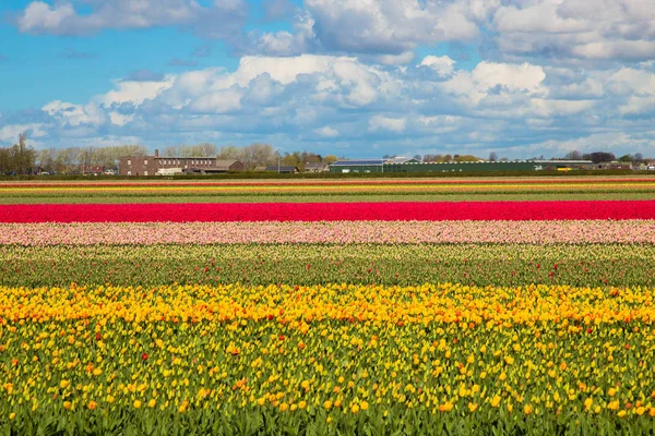 Barevné tulipány pole, Nizozemsko — Stock fotografie