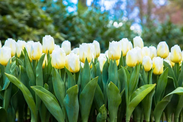 Tulipas brancas no parque primaveril . — Fotografia de Stock