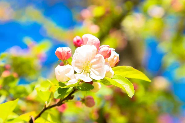 Detail květů Apple. Na jaře pozadí. — Stock fotografie