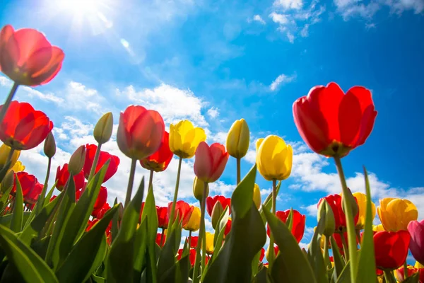 Campo di tulipani. Tulipani multicolori — Foto Stock