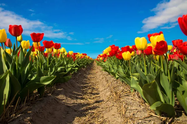 Tulipán pole. Pestrobarevné tulipány — Stock fotografie