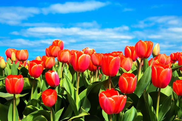 Fiori di tulipani primaverili. — Foto Stock
