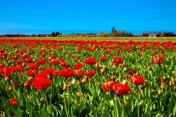 Champ lumineux de tulipes rouges . — Photo
