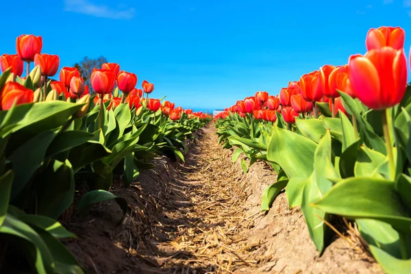 Fiori di tulipani primaverili. — Foto Stock