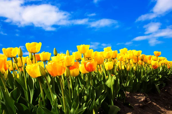 Spring yellow flowers tulips field — Stock Photo, Image