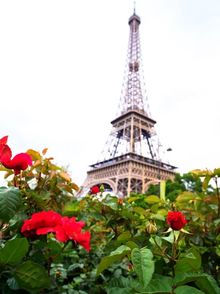 Wieża Eiffla i krzewy kwiaty róż — Zdjęcie stockowe
