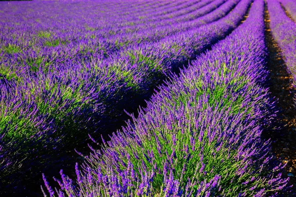 Lavanta alan çiçek açmış. Fransa, Provence — Stok fotoğraf