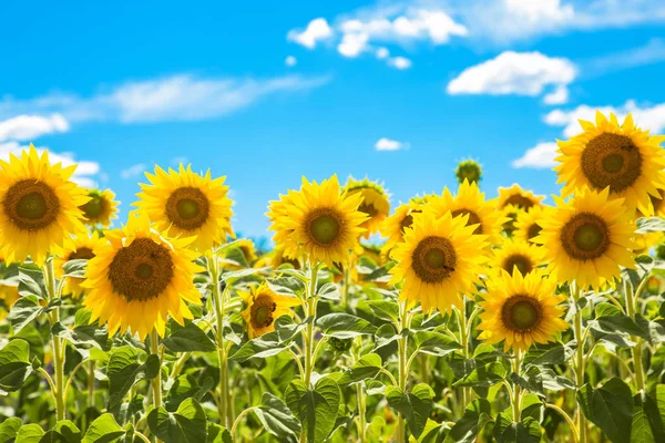 Fält av blommor solrosor och blå himmel. — Stockfoto