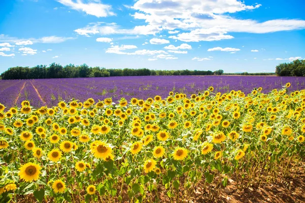 Wiese mit Lavendel und Sonnenblumen. — Stockfoto