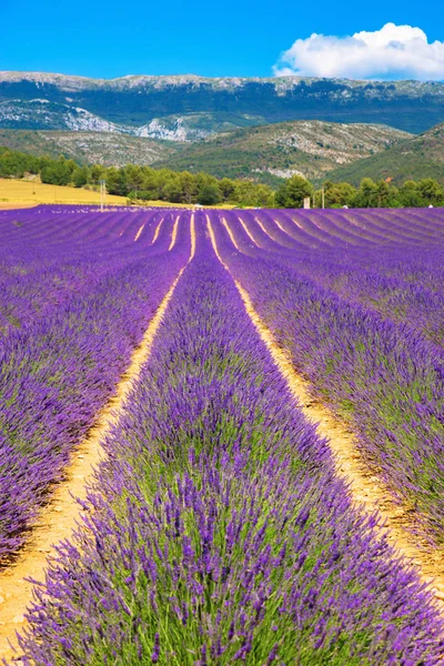 Lavender field. Purple flowers. — Stock Photo, Image