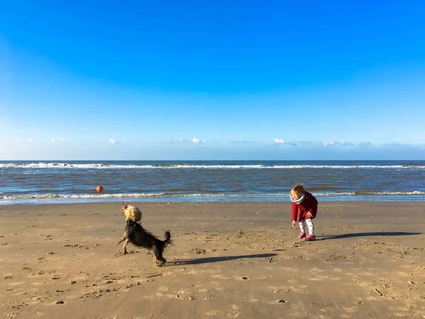 Den lilla flickan leker med hund på stranden. — Stockfoto