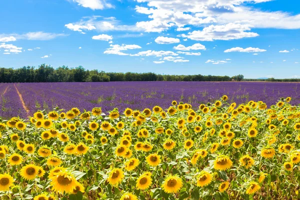 Fält med lavendel och solrosor. Sommarlovet — Stockfoto