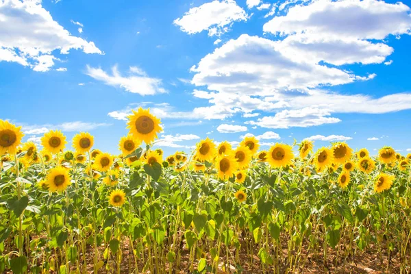 Fält av blommor solrosor och blå himmel. Solrosor äng. — Stockfoto