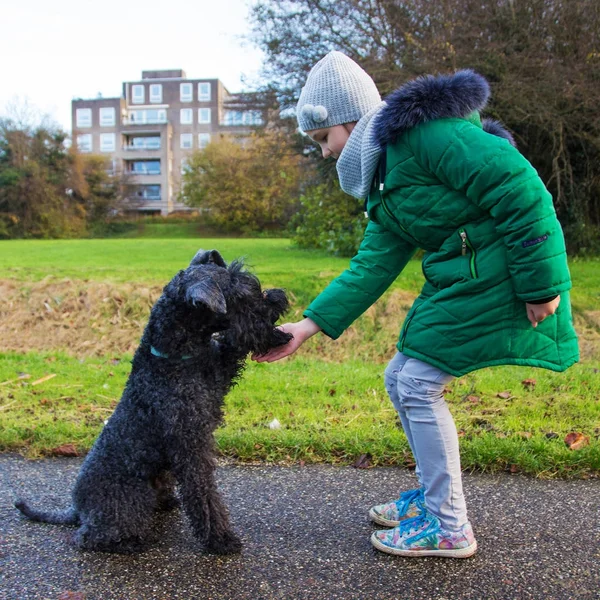 Uma menina pequena e um kerry azul terrier cão apertar as mãos . — Fotografia de Stock