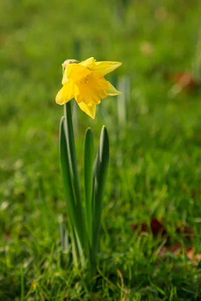 Narciso. La primera flor de primavera floreció en invierno . — Foto de Stock