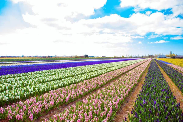 Het gebied van de hyacinten. Lente bloemen achtergrond. — Stockfoto