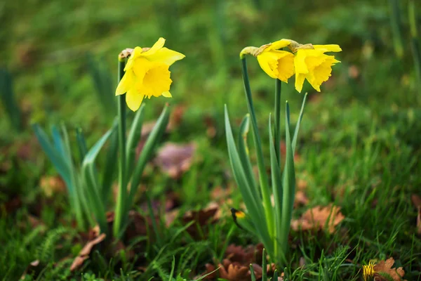 Η πρώτη daffodils λουλούδια την άνοιξη. Άνοιξη, λουλούδια, β τη φρεσκάδα — Φωτογραφία Αρχείου