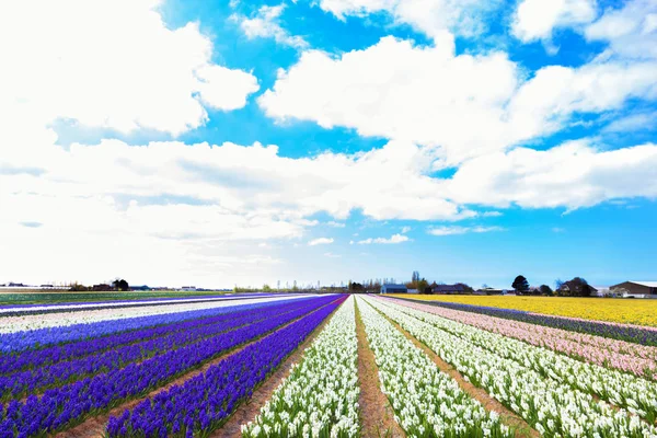 The field of hyacinths, spring flowers background. — Stock Photo, Image