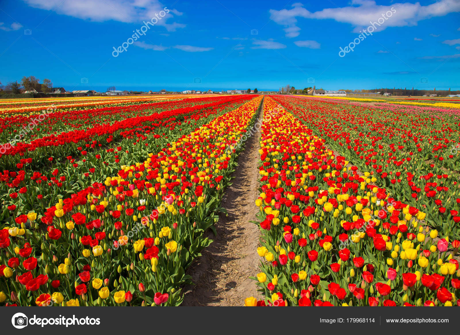 Πες μας τα όλα με μια φωτό... - Σελίδα 5 Depositphotos_179968114-stock-photo-spring-blooming-tulip-field-spring