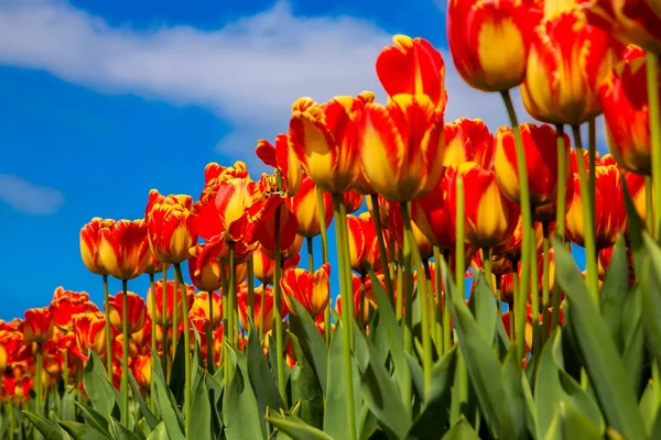 Primavera fioritura campo di tulipani. Primavera sfondo floreale . — Foto Stock