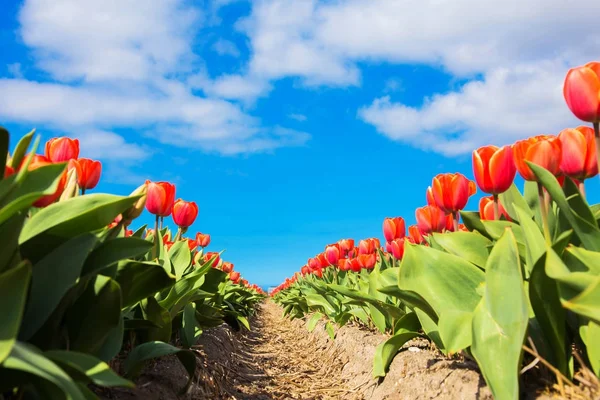 Spring blooming tulip field. Spring floral background. — Stock Photo, Image