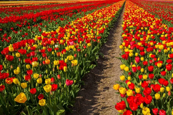 Na jaře kvetoucí Tulipán pole. Jarní květinové pozadí. — Stock fotografie