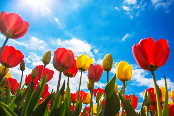 Primavera fioritura campo di tulipani. Primavera tulipano floreale sfondo . — Foto Stock