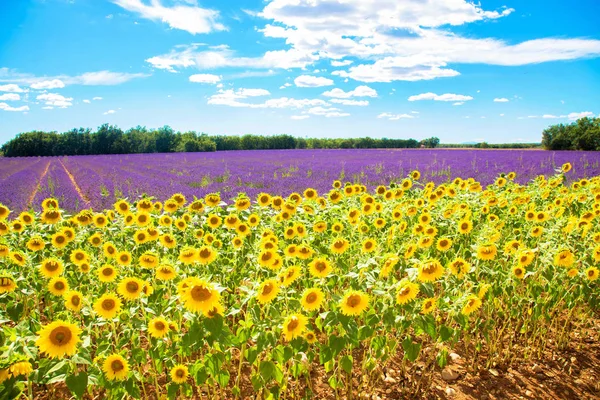 Gul ljusa blommor av solrosor och lila lavendelblommor — Stockfoto