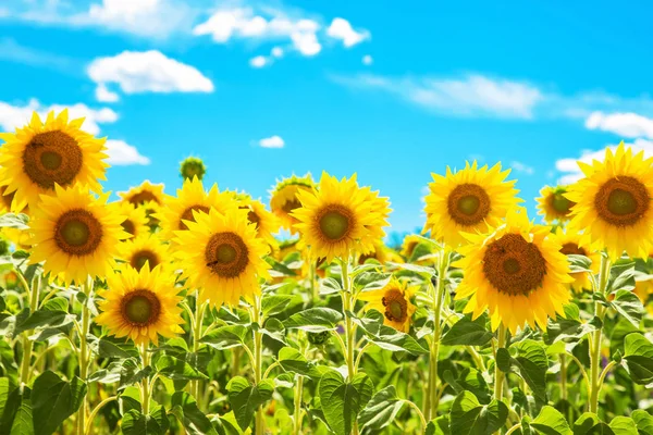 Gul solros ljusa blommor mot blå himmel. — Stockfoto