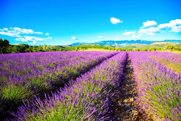 Violetta väldoftande lavendelblommor mot blå himmel. — Stockfoto