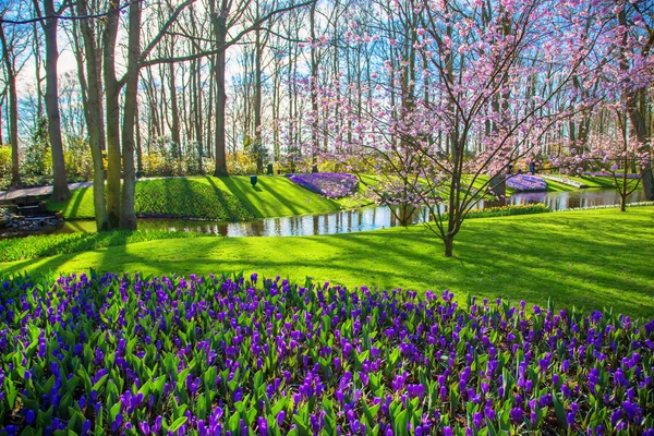 Våren blommig grön bakgrund. Våren landskap. — Stockfoto